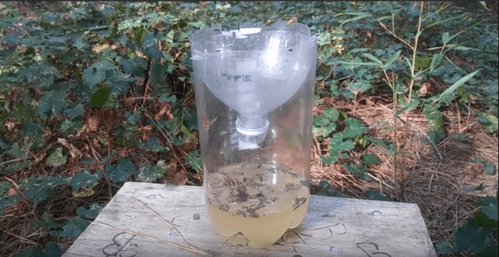 Trap wasp make homemade diy